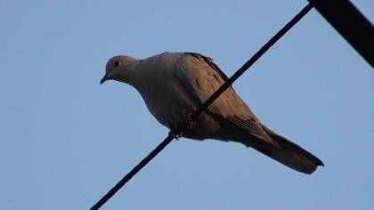 Eurasian Collared Dove