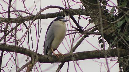 Black-crowned Night Heron