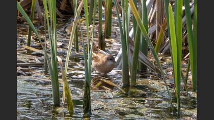 Little Crake