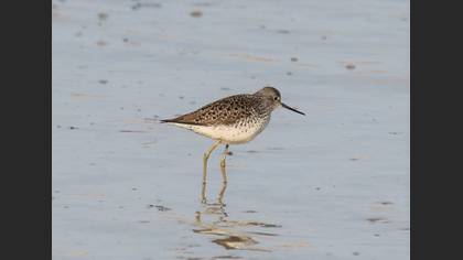 Marsh Sandpiper