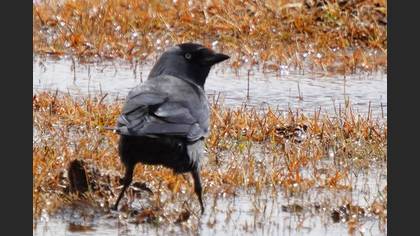 Western Jackdaw