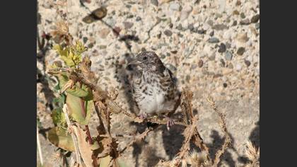 Water Pipit