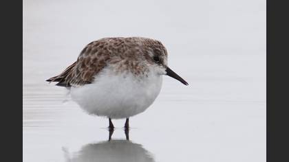 Little Stint