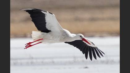 White Stork