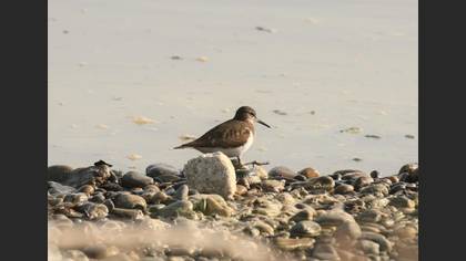 Common Sandpiper