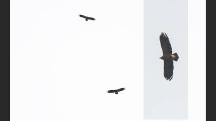 Lesser Spotted Eagle