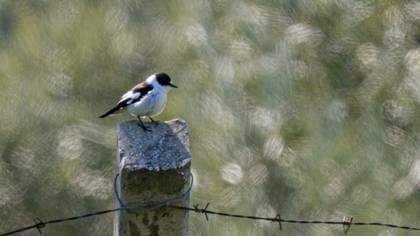 Collared Flycatcher