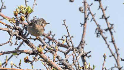 Subalpine Warbler