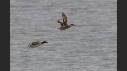 Eurasian Teal