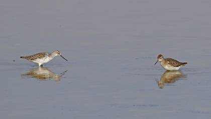 Marsh Sandpiper