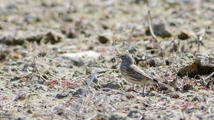 Water Pipit