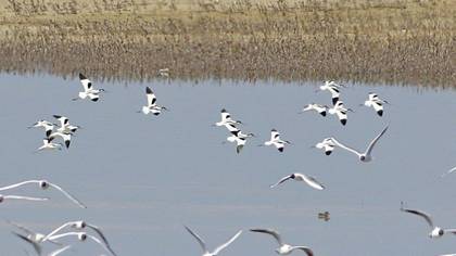 Pied Avocet