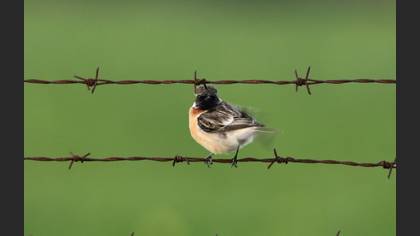 Siberian Stonechat