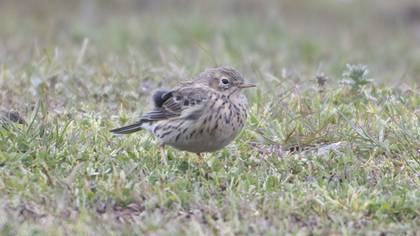Meadow Pipit