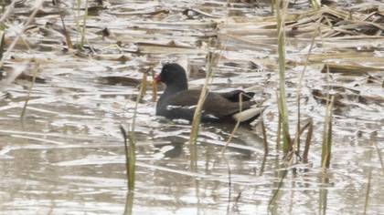 Common Moorhen