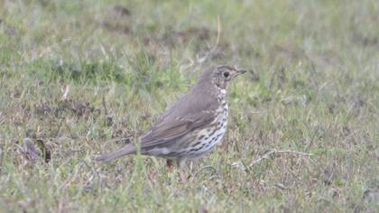 Song Thrush