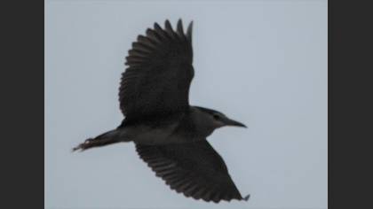 Black-crowned Night Heron