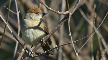 Eurasian Blackcap