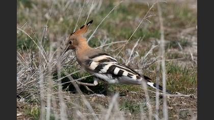 Common Hoopoe