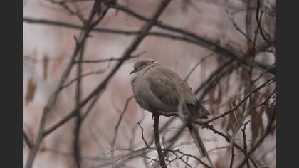 Eurasian Collared Dove