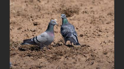 Rock Dove