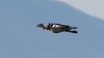 Great Bustard