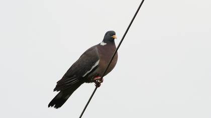 Common Wood Pigeon