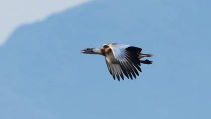 Great Bustard