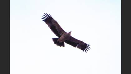 Eastern Imperial Eagle