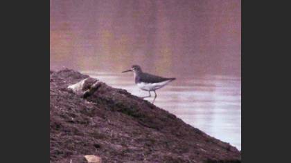Green Sandpiper