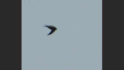 Common Swift