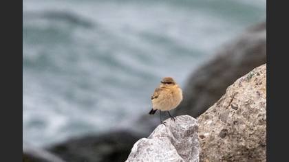 Isabelline Wheatear