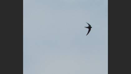 Common Swift