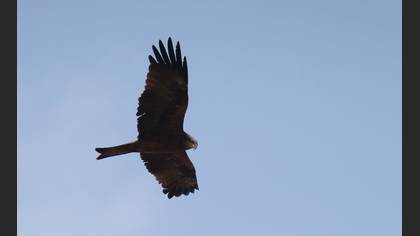 Black Kite