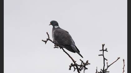 Common Wood Pigeon