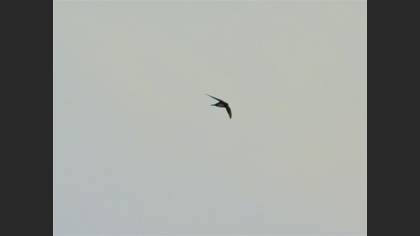Alpine Swift