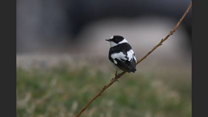 Collared Flycatcher
