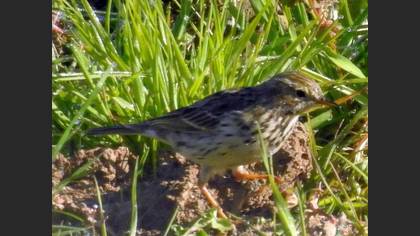 Meadow Pipit