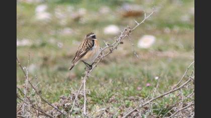 Whinchat