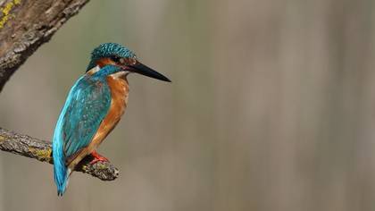 Common Kingfisher