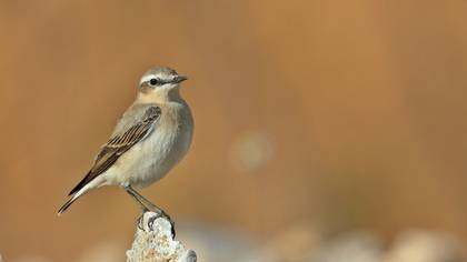 Northern Wheatear