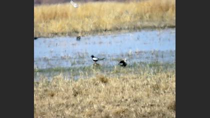 White-winged Tern