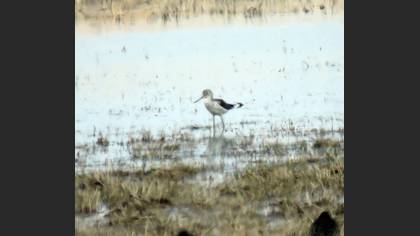 Common Greenshank