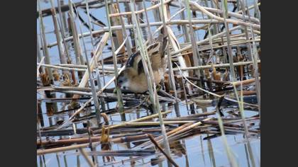 Little Crake