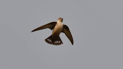 Eurasian Crag Martin