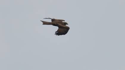 Black Kite