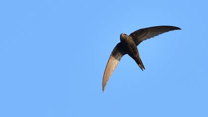 Common Swift