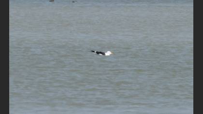 Great Black-backed Gull