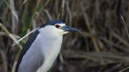 Black-crowned Night Heron