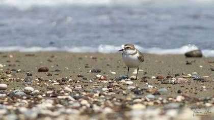 Kentish Plover